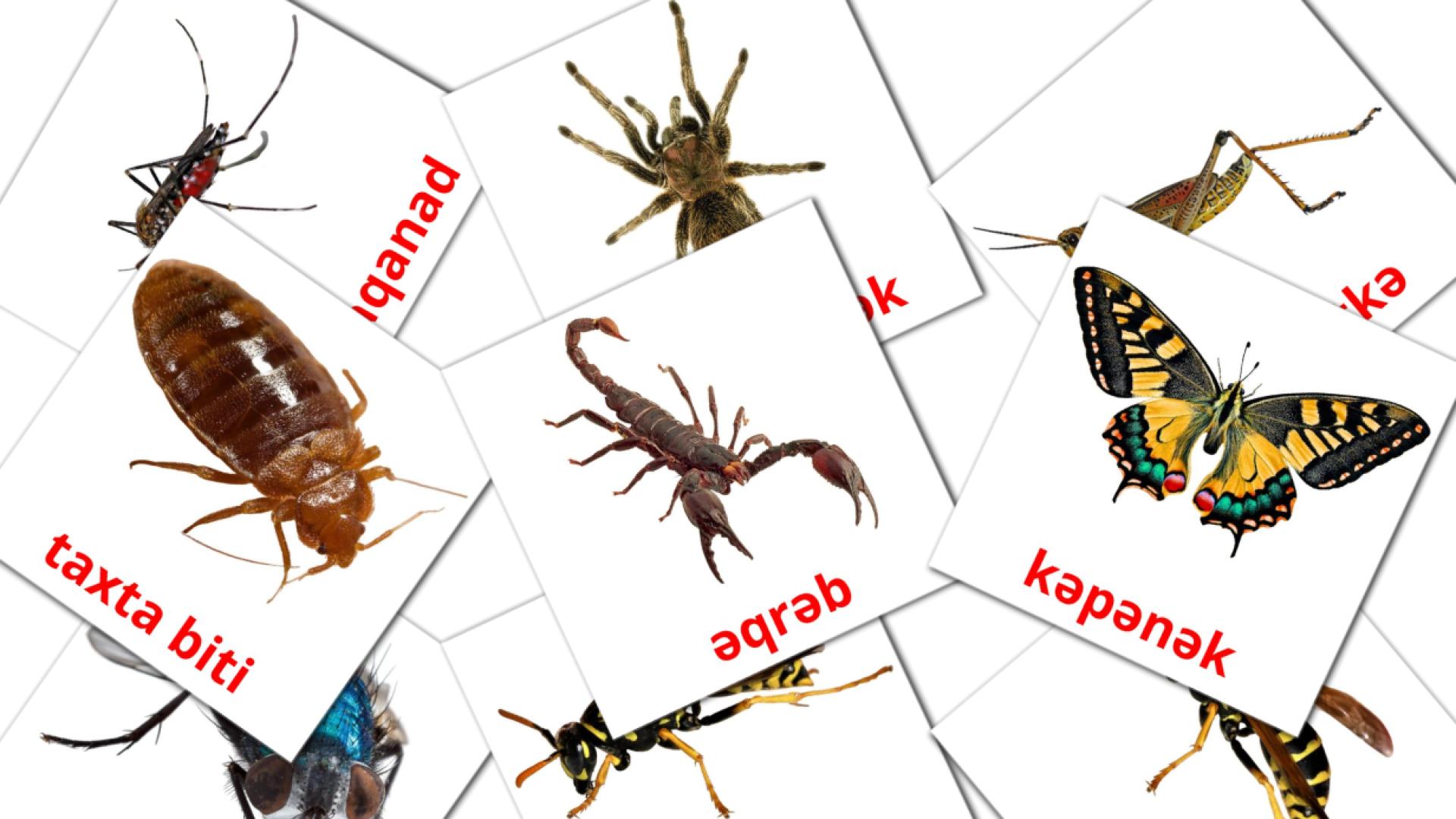 Insects - azerbaijani vocabulary cards