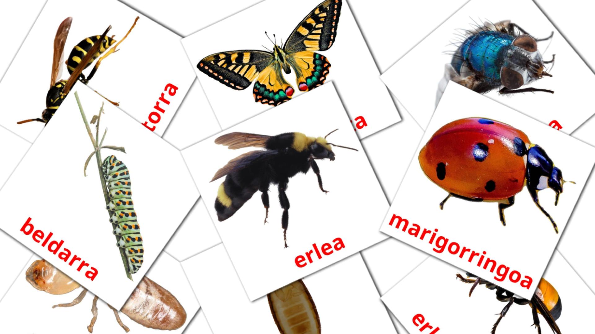 Insects - basque vocabulary cards