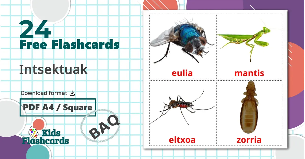 24 Intsektuak flashcards