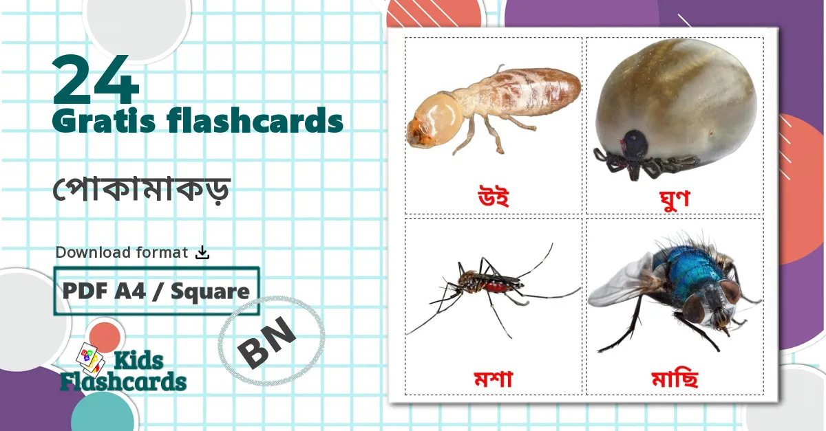 24 পোকামাকড় billedkort for børn