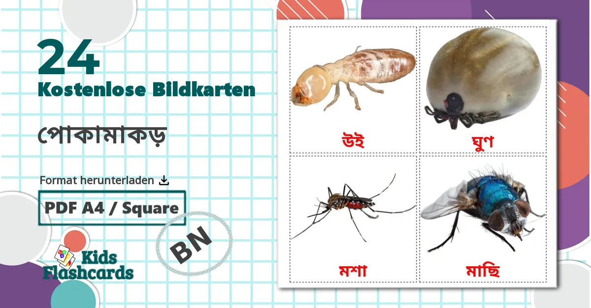 24 Bildkarten für পোকামাকড়