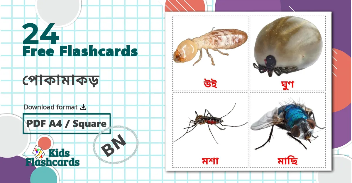 24 পোকামাকড় flashcards