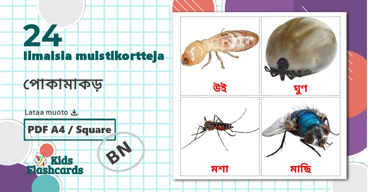 24 পোকামাকড় lasten kuvakortit