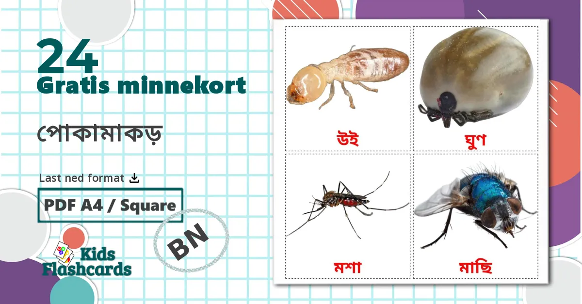 24 পোকামাকড় bildekort