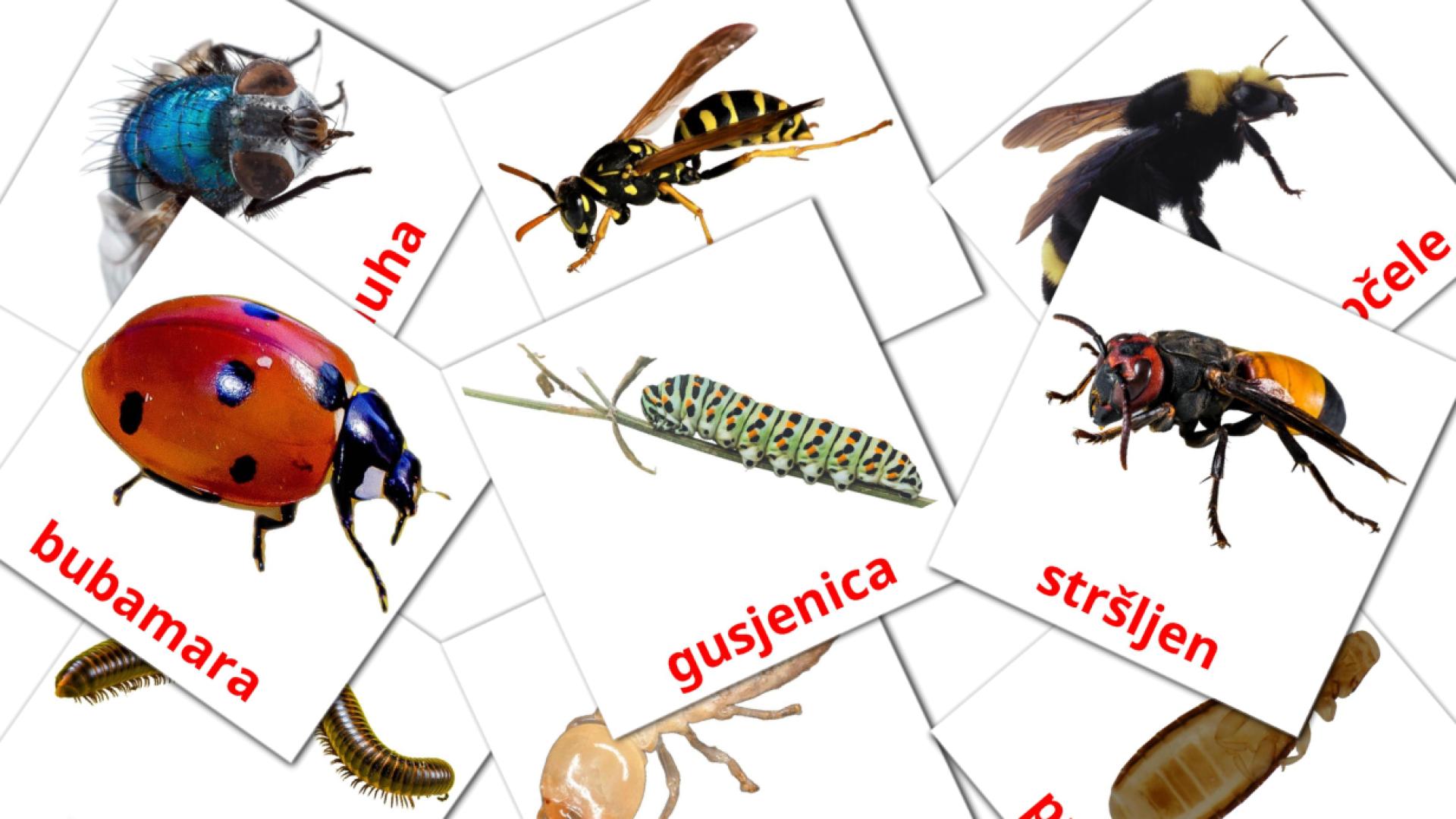 23 tarjetas didacticas de Insekti