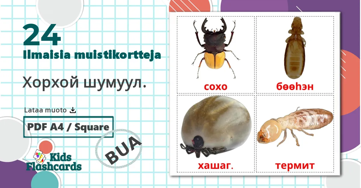24 Хорхой шумуул. lasten kuvakortit