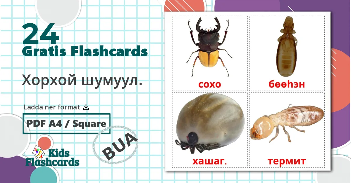 24 Хорхой шумуул. bildkort för barn