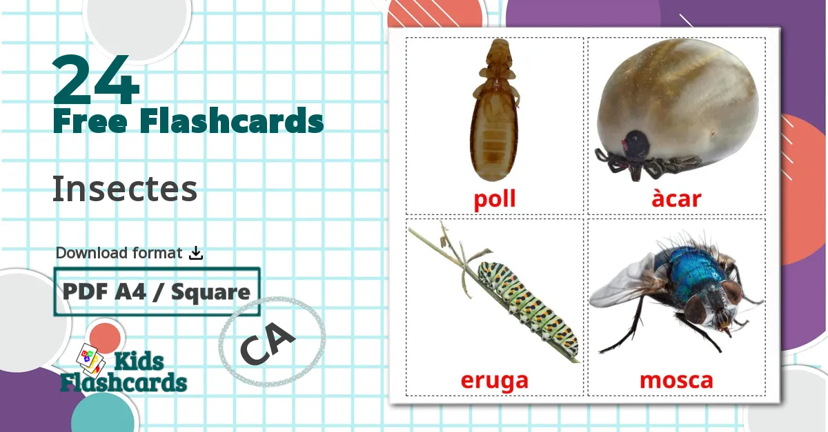 24 Insectes flashcards