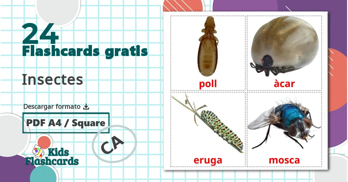 24 tarjetas didacticas de Insectes