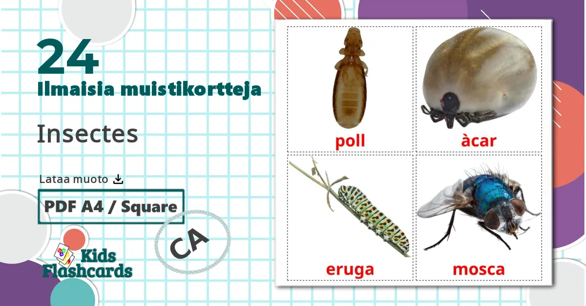 24 Insectes lasten kuvakortit