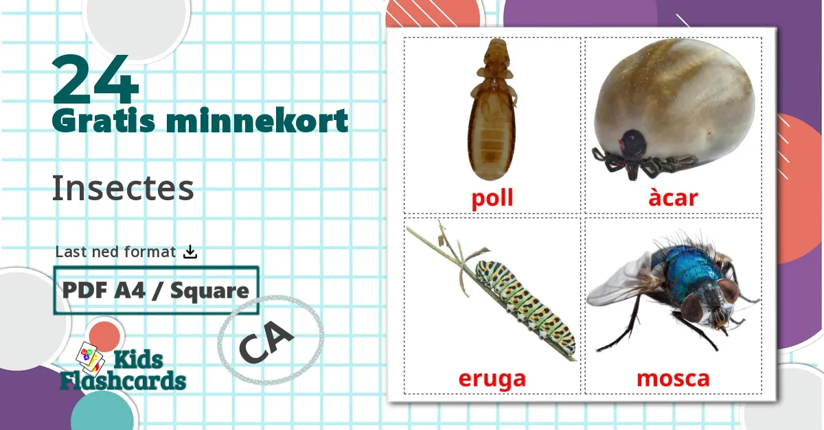 24 Insectes bildekort