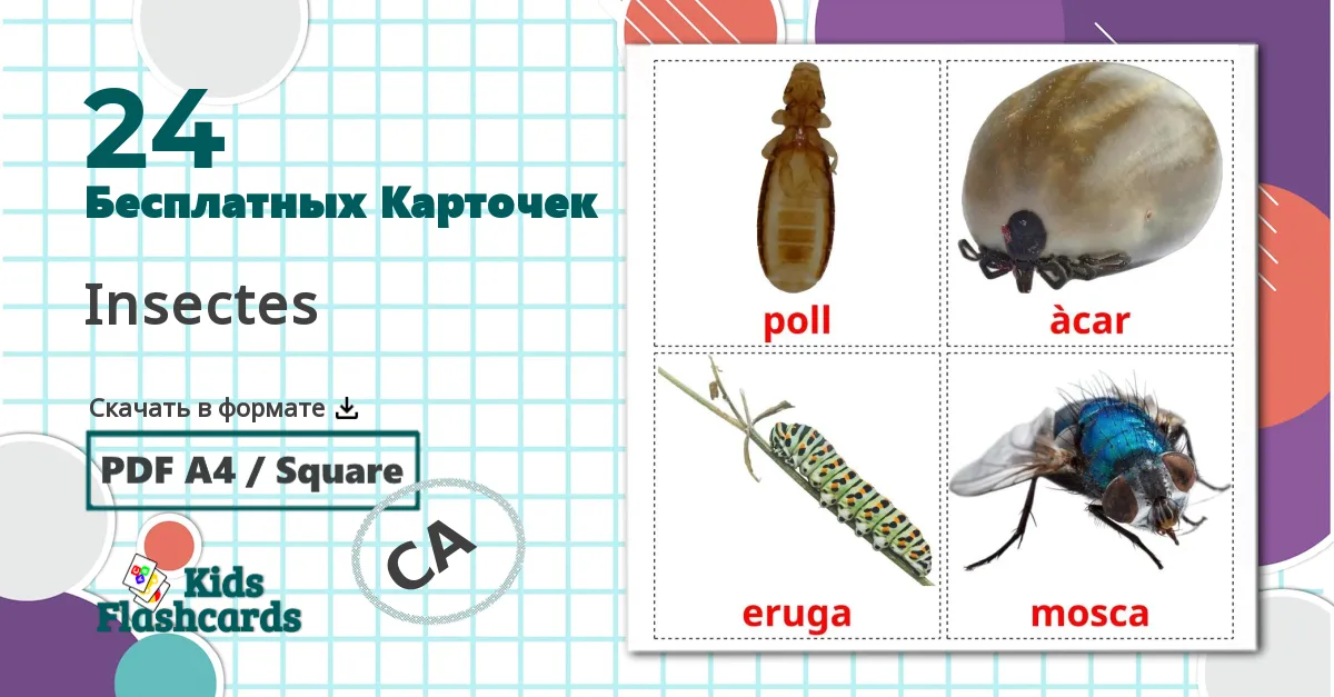 24 Карточки Домана Insectes