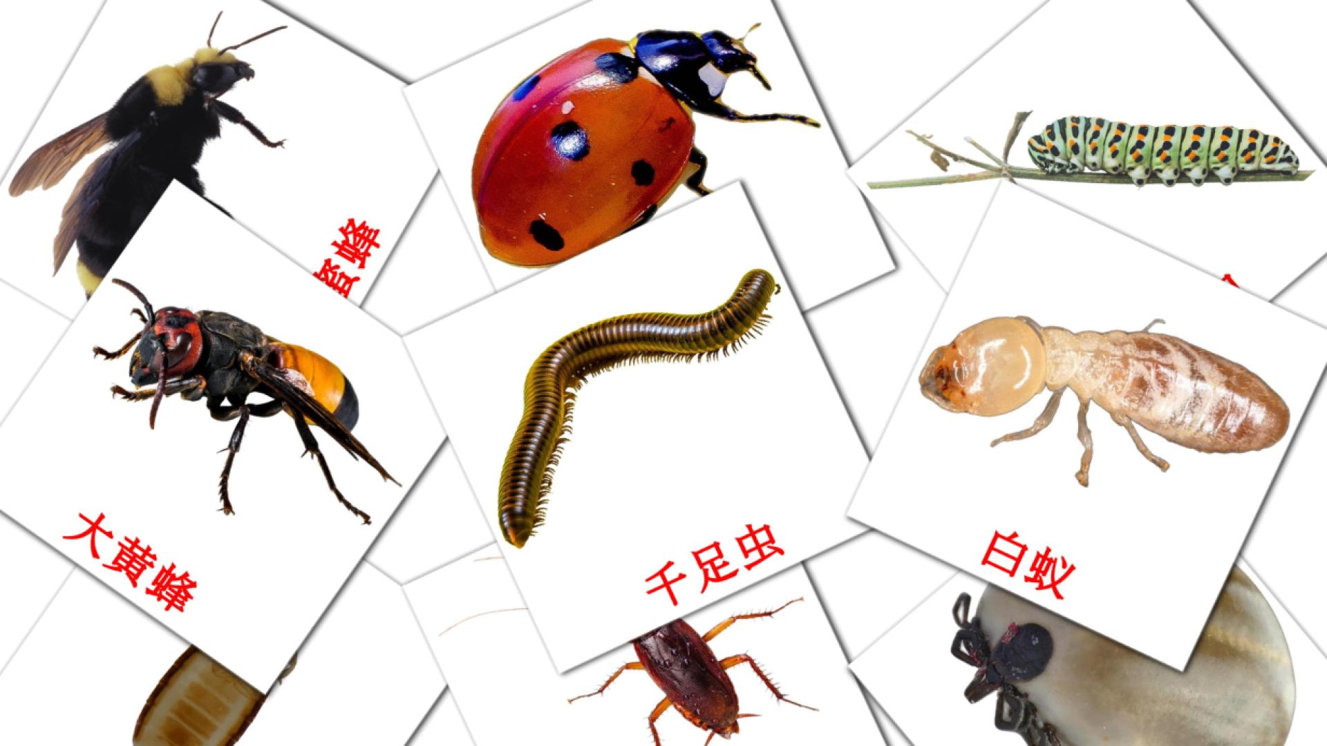 昆虫 flashcards
