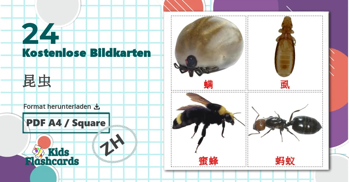 24 Bildkarten für 昆虫