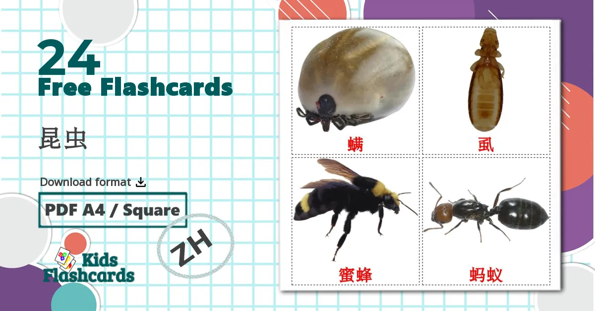 24 昆虫 flashcards