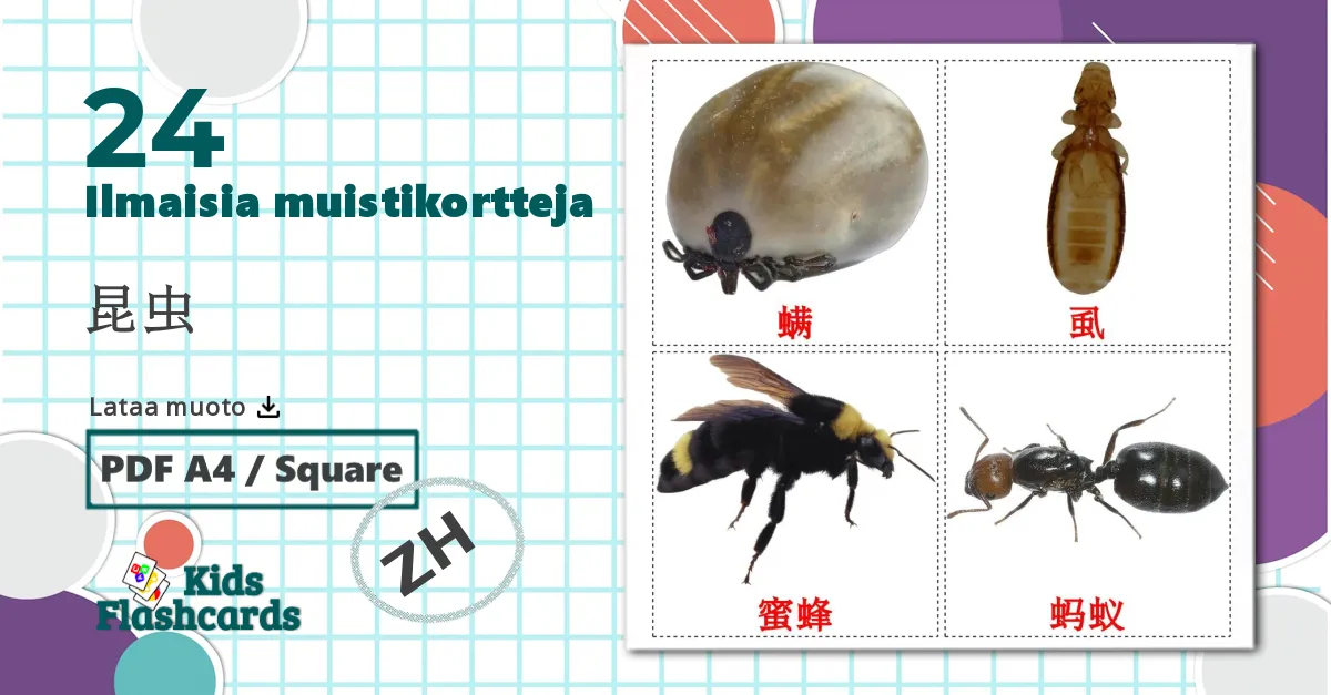 24 昆虫 lasten kuvakortit