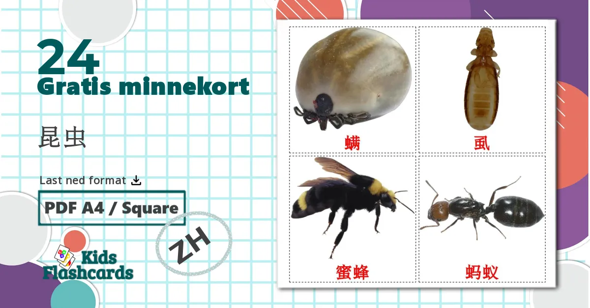24 昆虫 bildekort