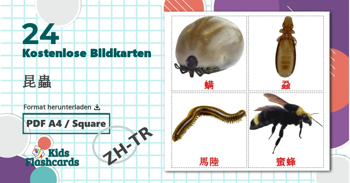 24 Bildkarten für 昆蟲