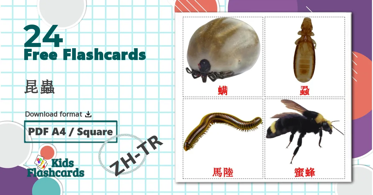 24 昆蟲 flashcards