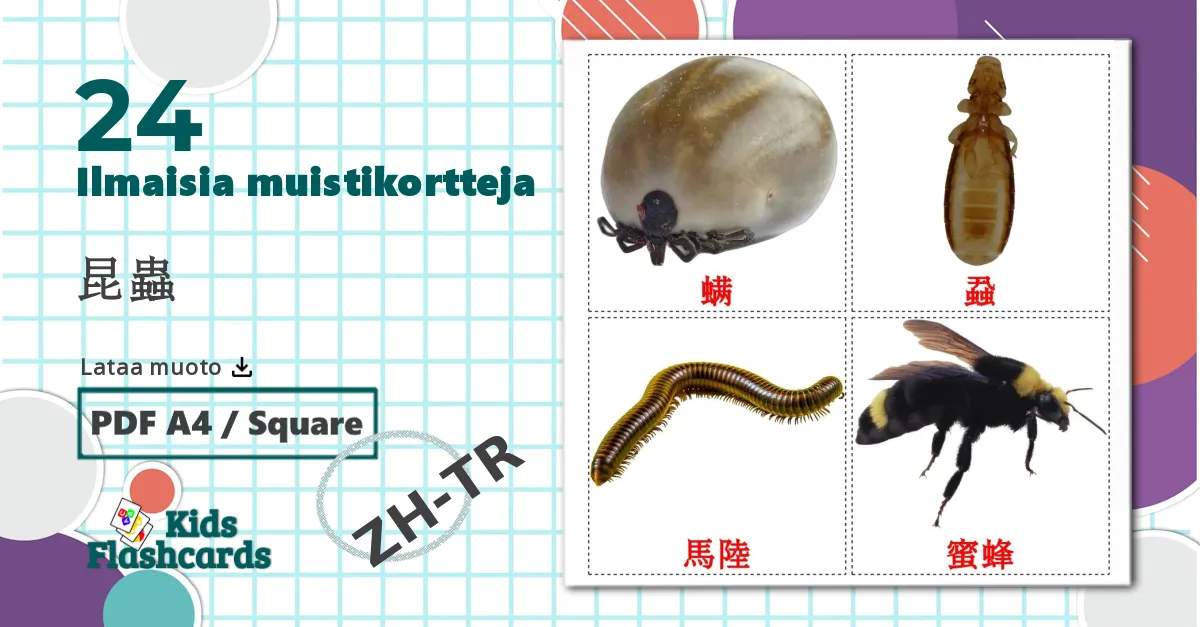 24 昆蟲 lasten kuvakortit