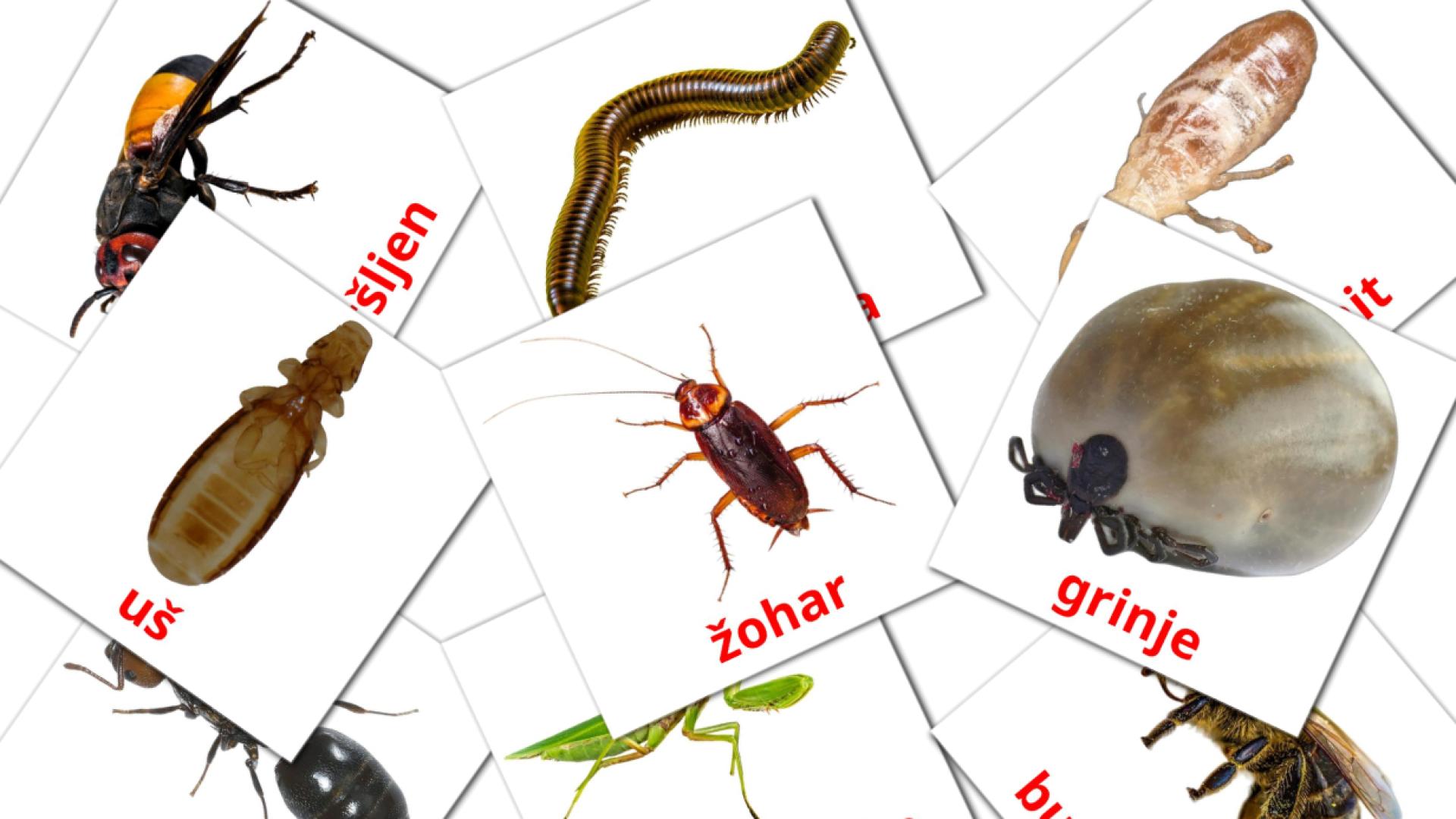 23 Insekti flashcards