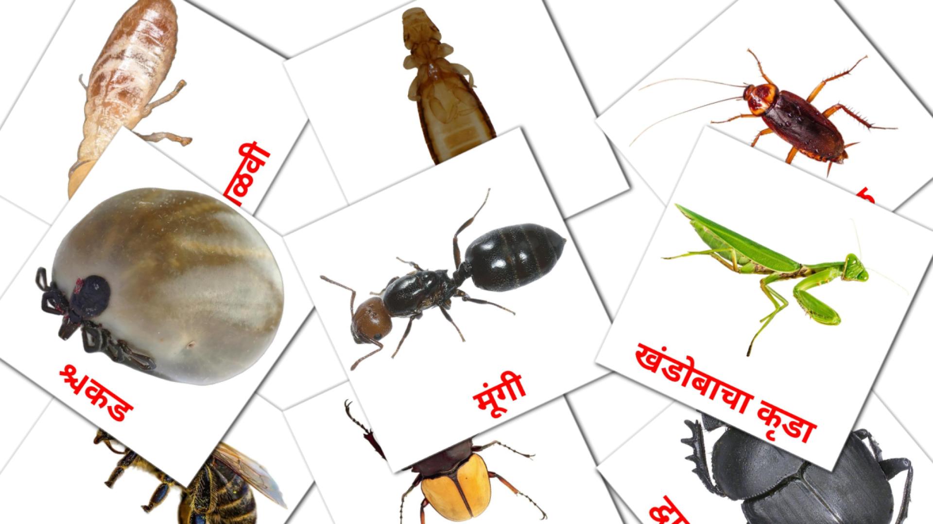 Bildkarten für किडे