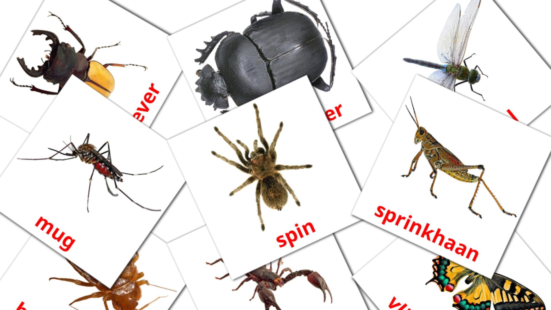flashcards Insecten