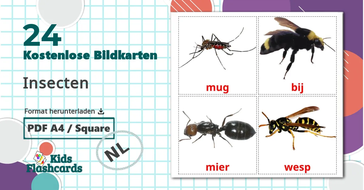 24 Bildkarten für Insecten