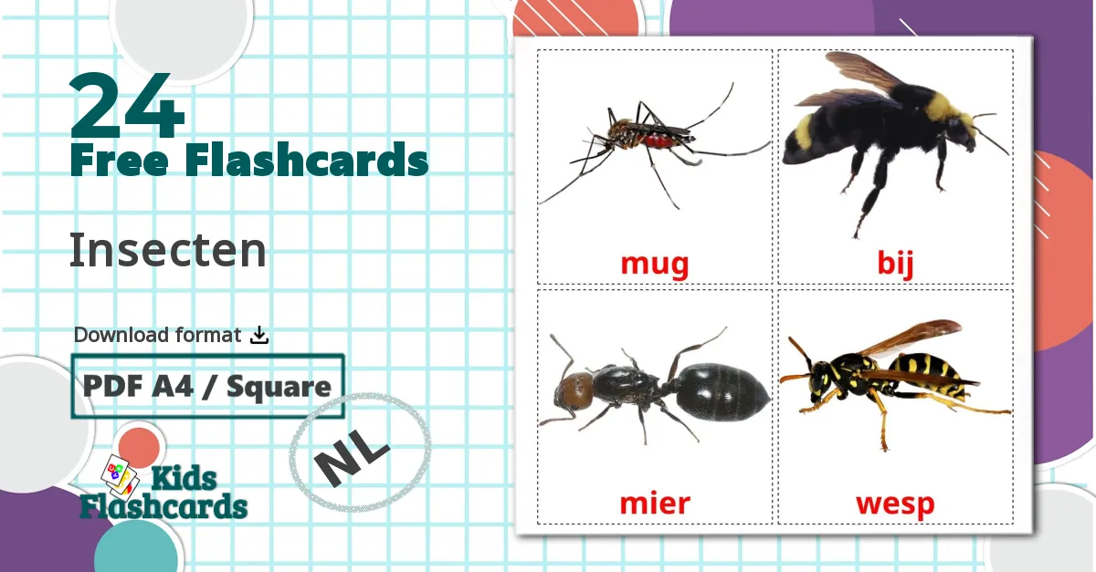 24 Insecten flashcards