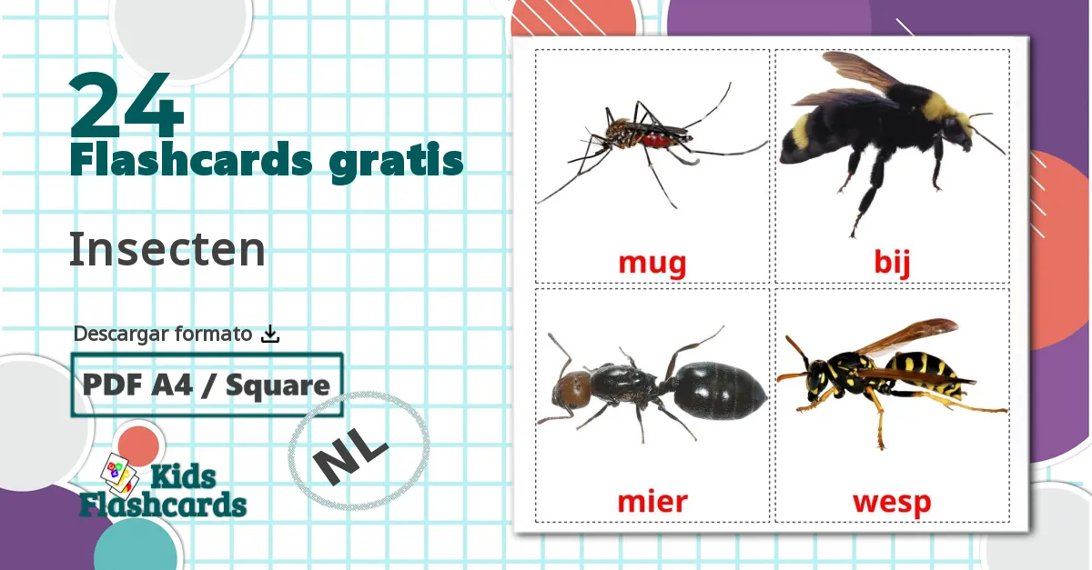 24 tarjetas didacticas de Insecten