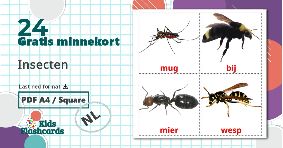 24 Insecten bildekort