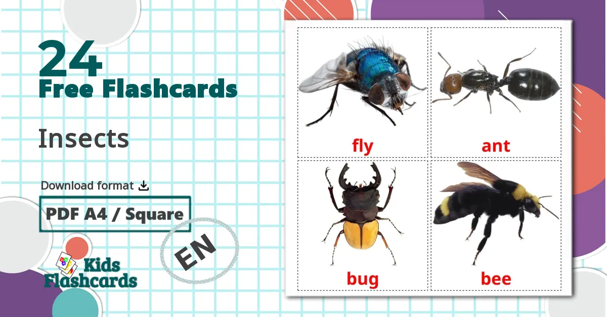 24 Insects flashcards