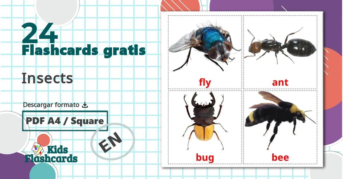 24 tarjetas didacticas de Insectos