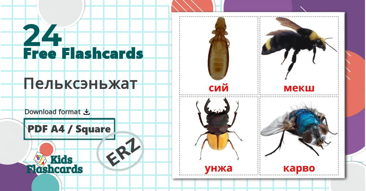 24 Пельксэньжат flashcards