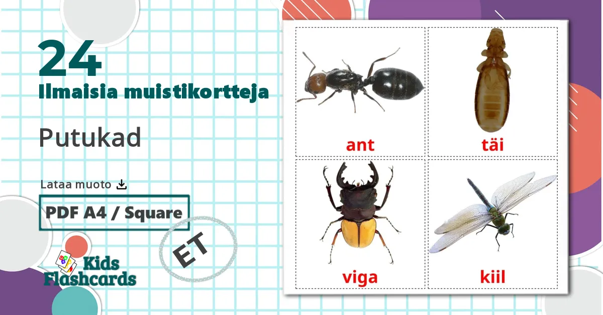 24 Putukad lasten kuvakortit