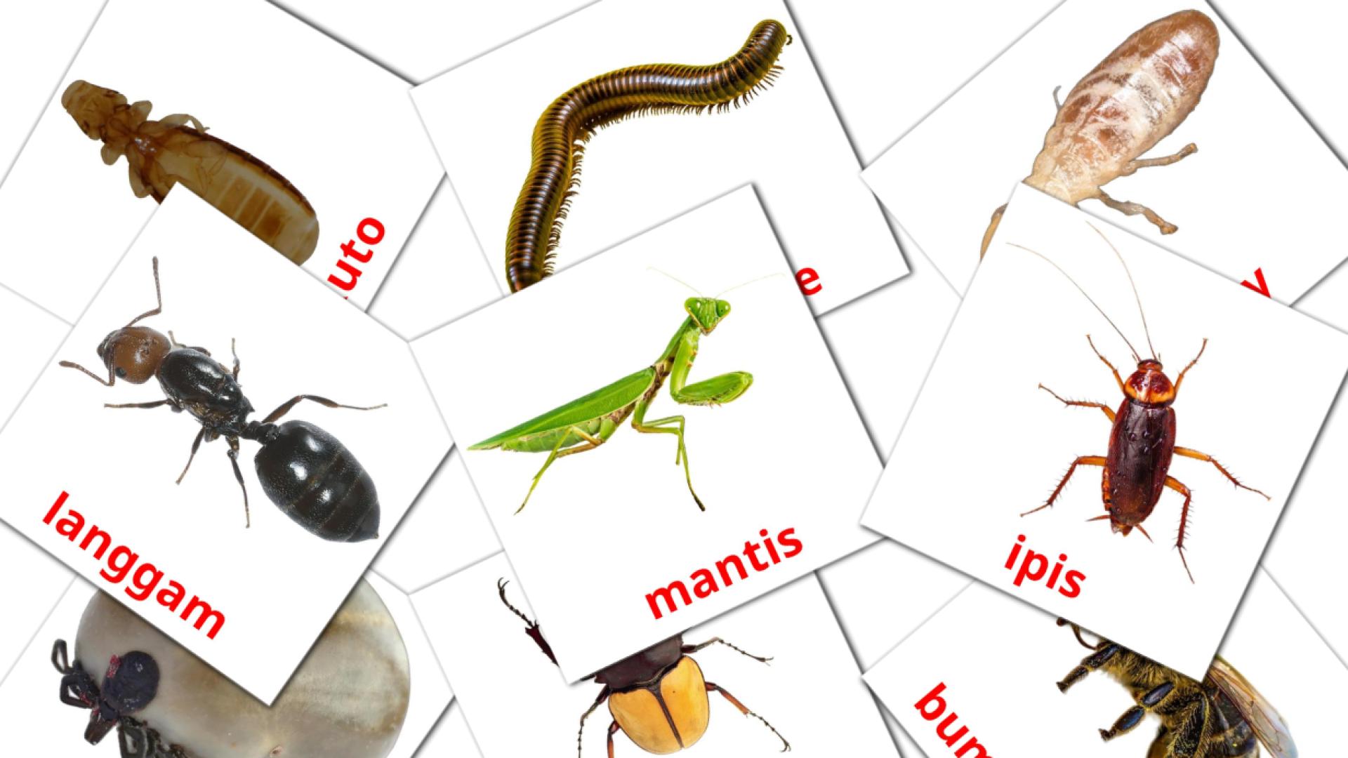 flashcards Insecto