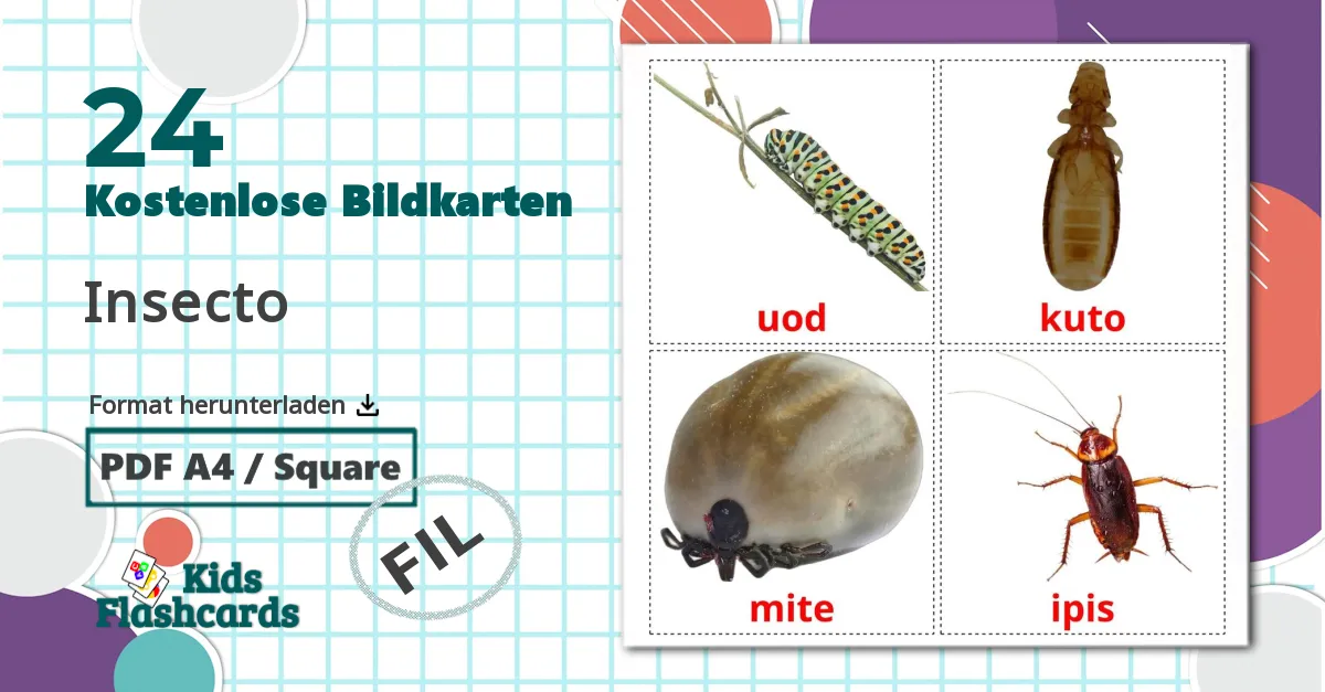 24 Bildkarten für Insecto