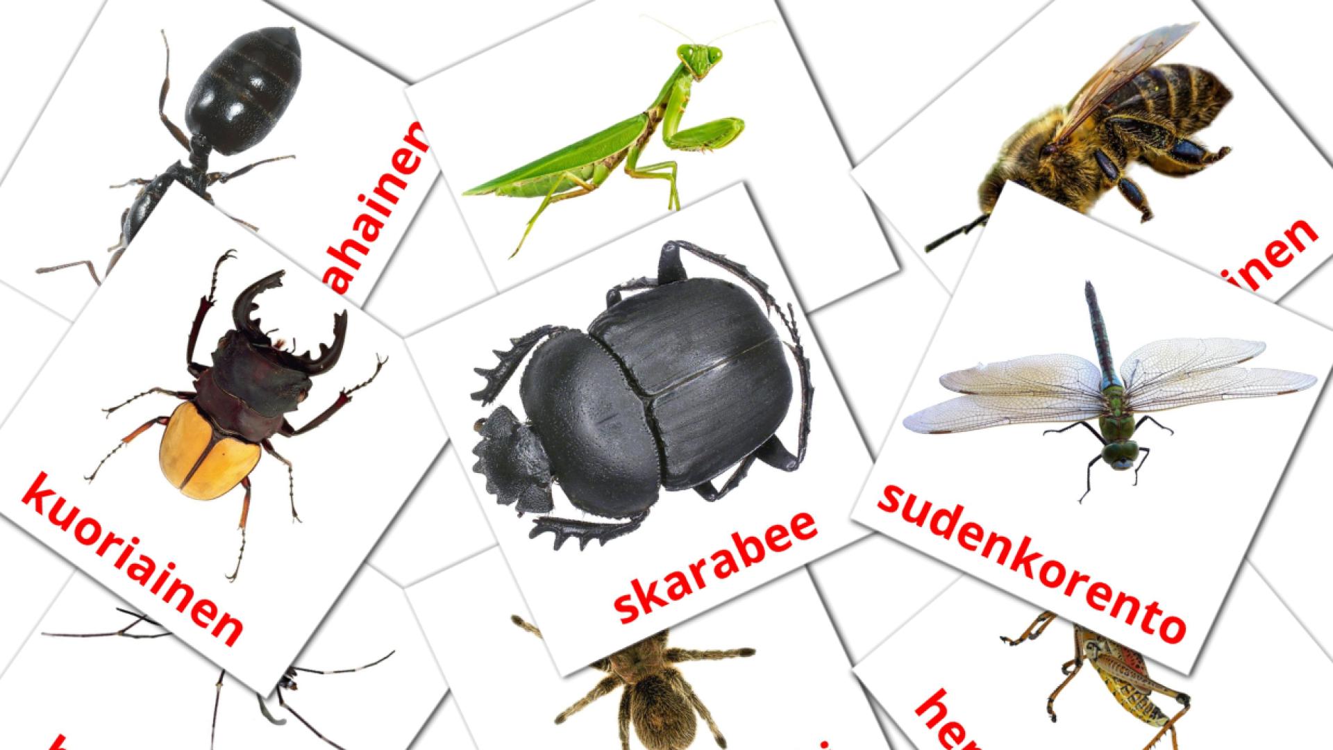 Hyönteiset flashcards
