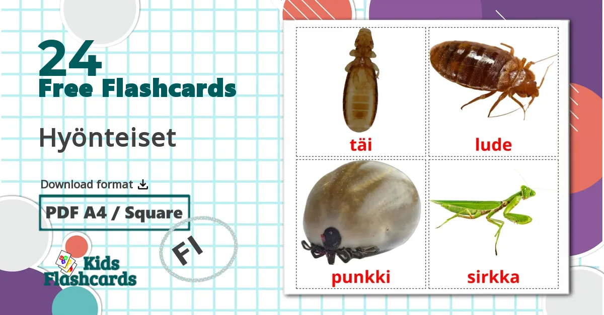 24 Insects flashcards