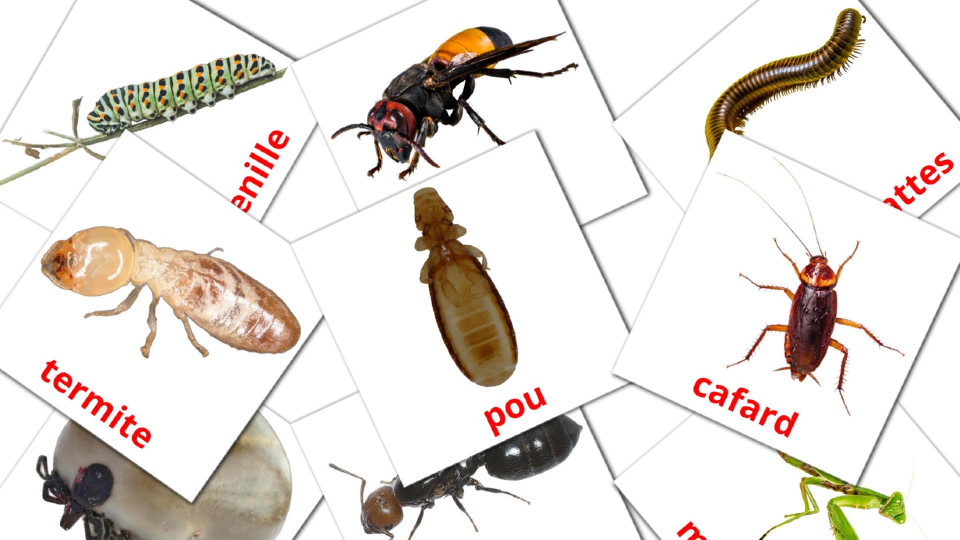 Bildkarten für Les Insectes