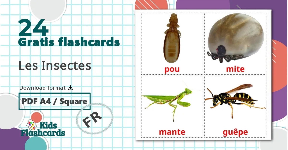 24 Les Insectes billedkort for børn