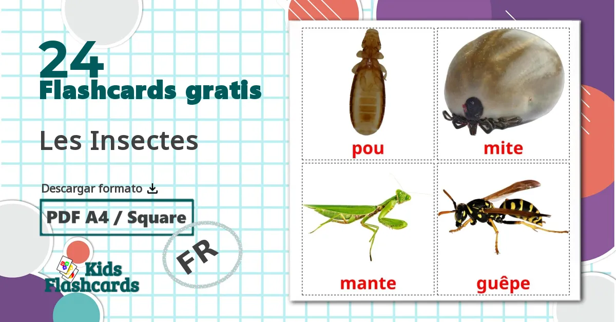 24 tarjetas didacticas de Les Insectes