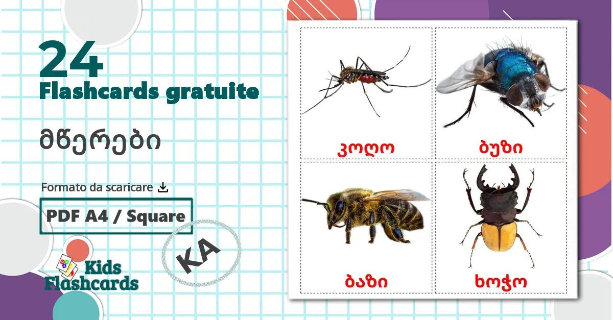 24 flashcards di მწერები