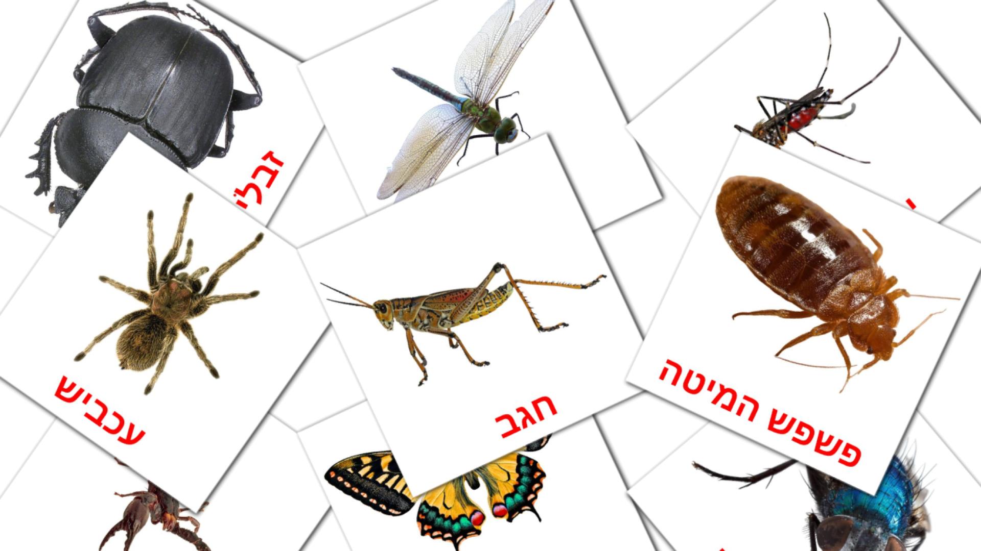 Bildkarten für חרקים