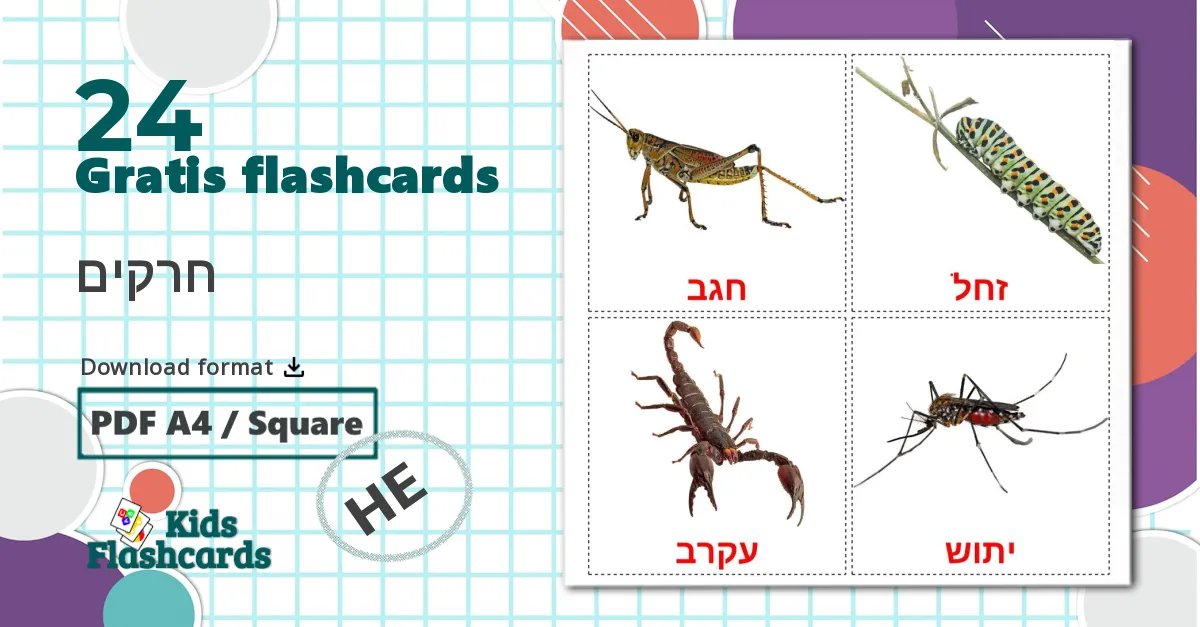 24 חרקים billedkort for børn