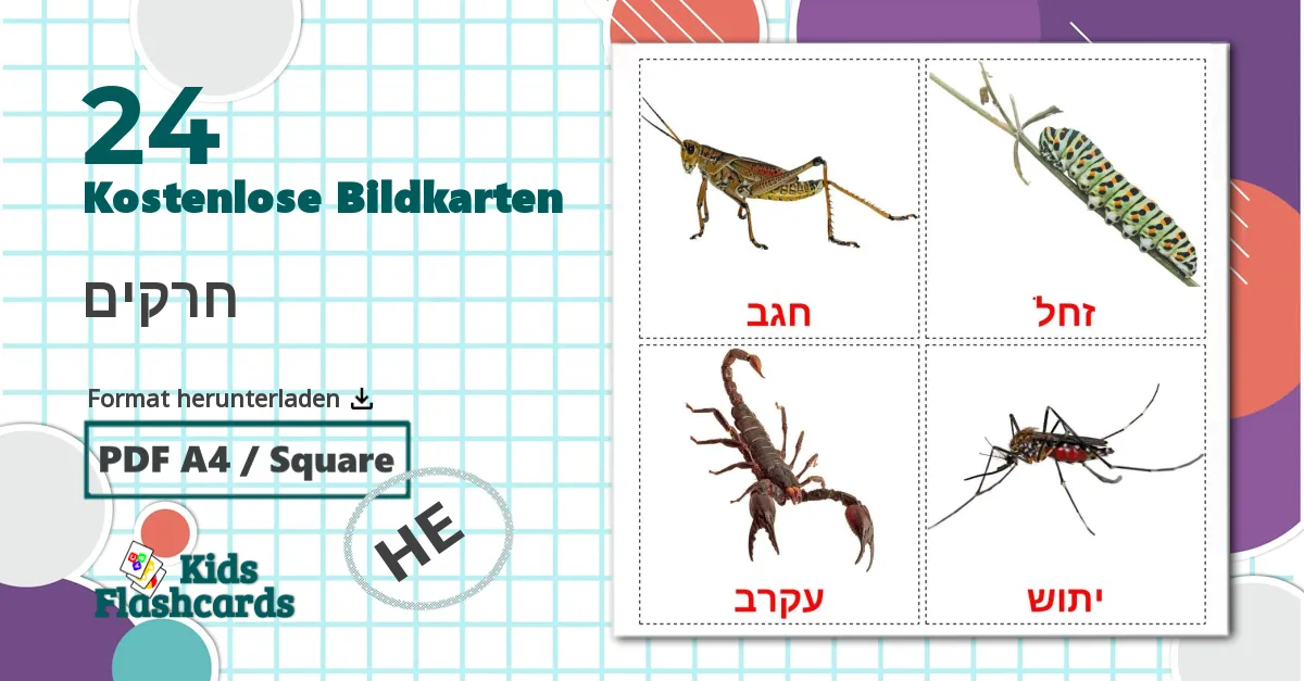 24 Bildkarten für חרקים