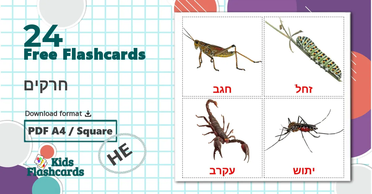 24 חרקים flashcards