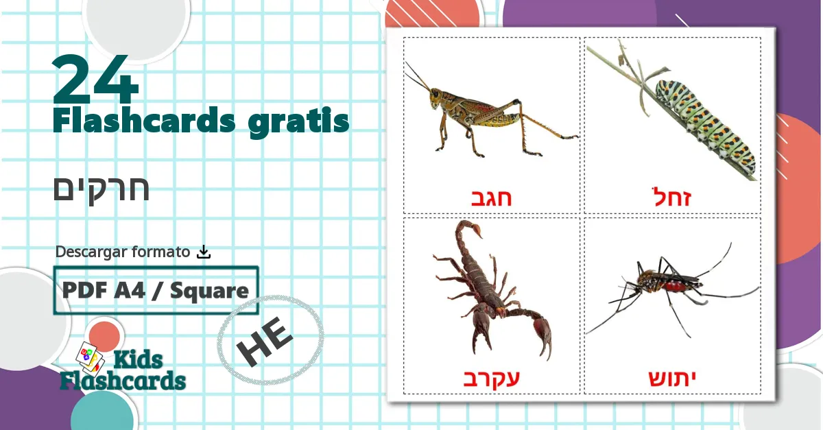 24 tarjetas didacticas de חרקים