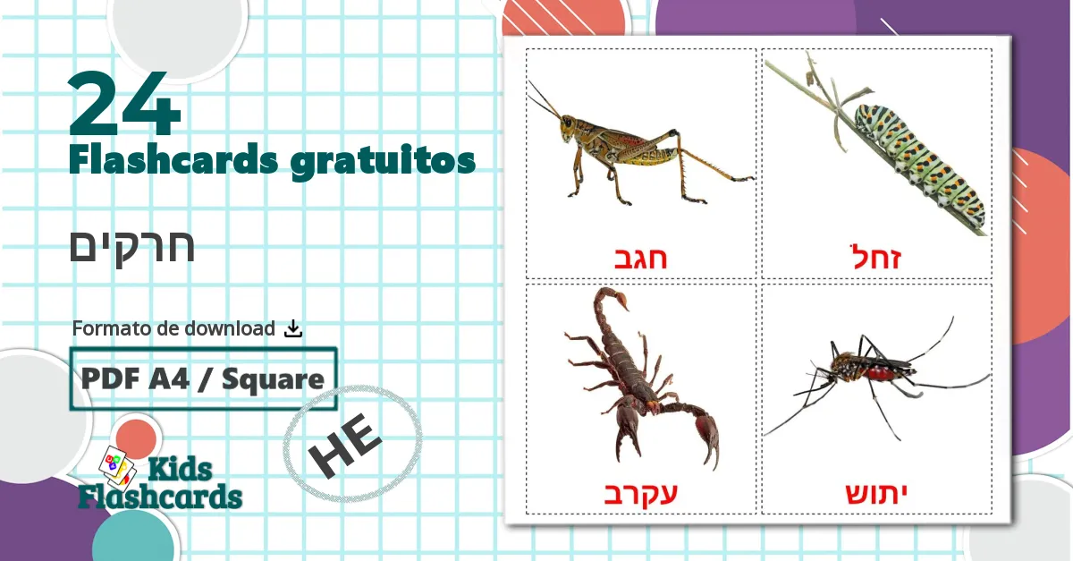 24 Flashcards de חרקים