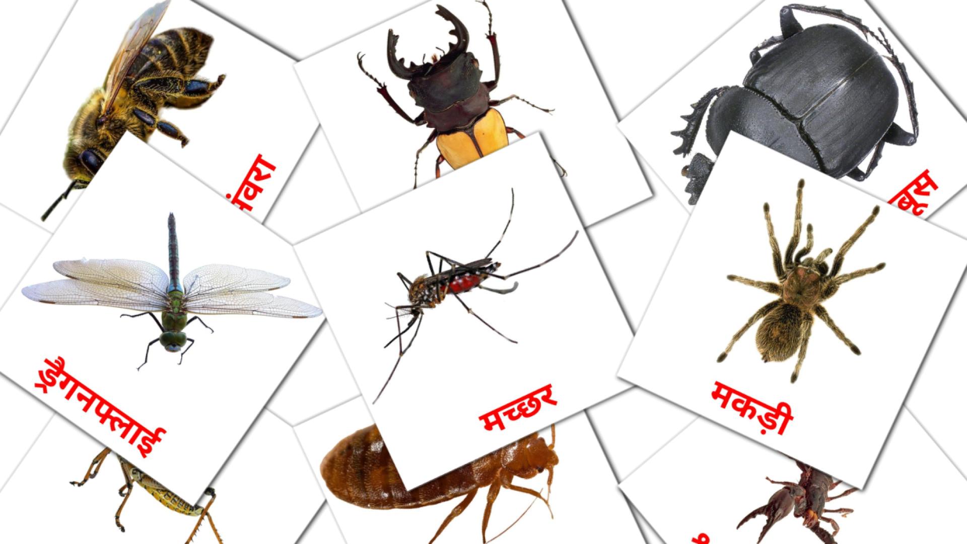 23 कीड़े flashcards